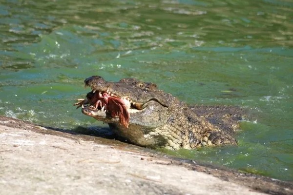 鳄鱼的咬合力强不强，成年鳄鱼的咬合力在2000磅以上