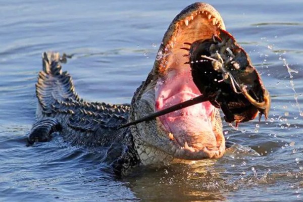 鳄鱼的咬合力强不强，成年鳄鱼的咬合力在2000磅以上