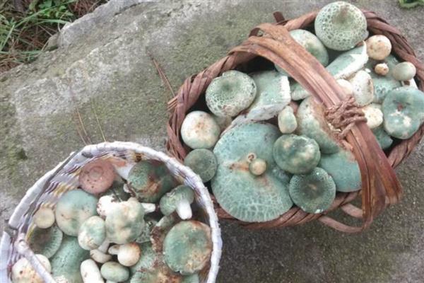 青头菌的价格，伞盖未打开时一公斤售价80元左右