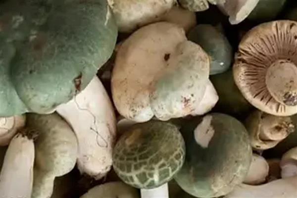 青头菌的价格，伞盖未打开时一公斤售价80元左右