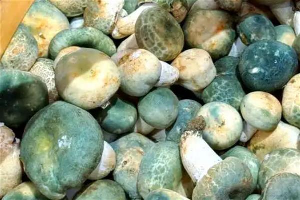 青头菌的价格，伞盖未打开时一公斤售价80元左右