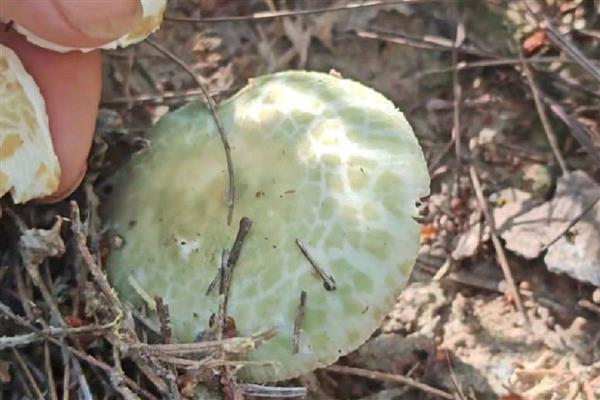 青头菌的价格，伞盖未打开时一公斤售价80元左右