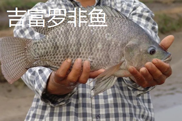 哪种罗非鱼比较好，以下5个品种具有良好的品质