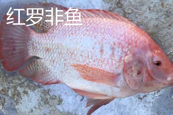 哪种罗非鱼比较好，以下5个品种具有良好的品质