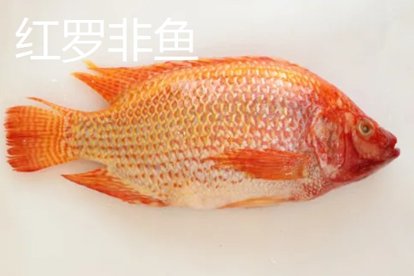 哪种罗非鱼比较好，以下5个品种具有良好的品质