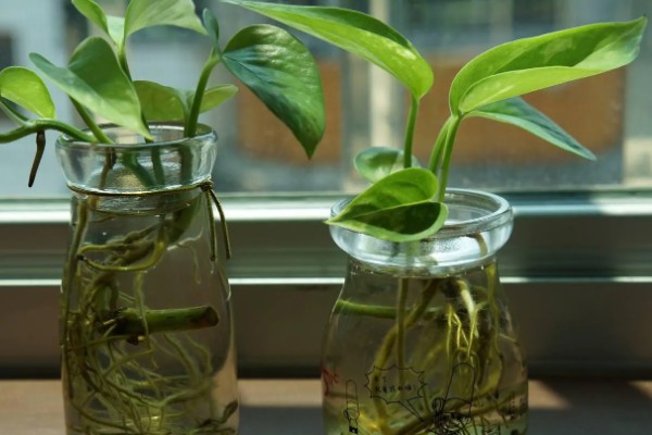 绿萝能用水泡着养吗,不可用水泡着养