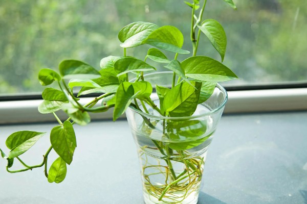 绿萝能用水泡着养吗,不可用水泡着养
