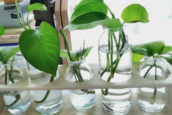 绿萝能用水泡着养吗,不可用水泡着养