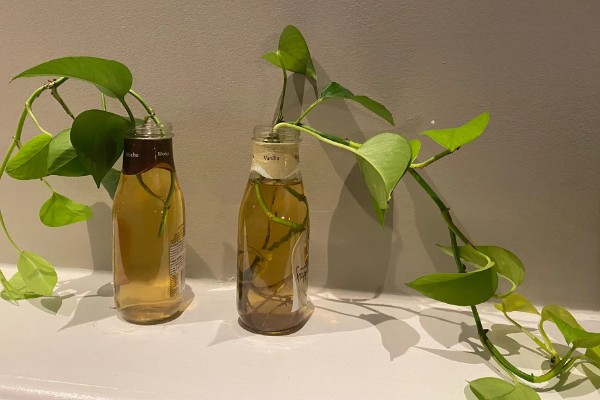 绿萝能用水泡着养吗,不可用水泡着养