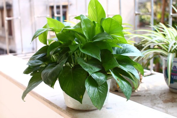 绿萝能用水泡着养吗,不可用水泡着养