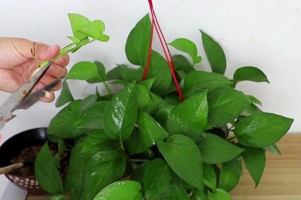 绿萝能用水泡着养吗,不可用水泡着养