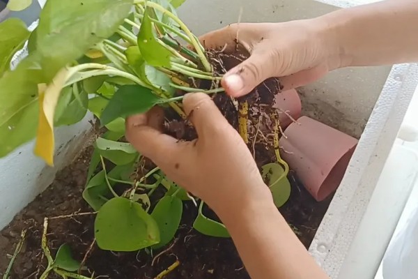 绿萝能用水泡着养吗,不可用水泡着养