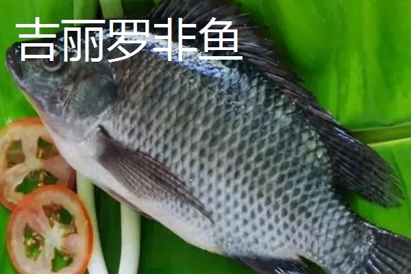 哪种罗非鱼比较好，以下5个品种具有良好的品质