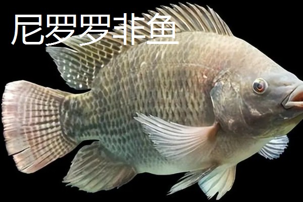 哪种罗非鱼比较好，以下5个品种具有良好的品质