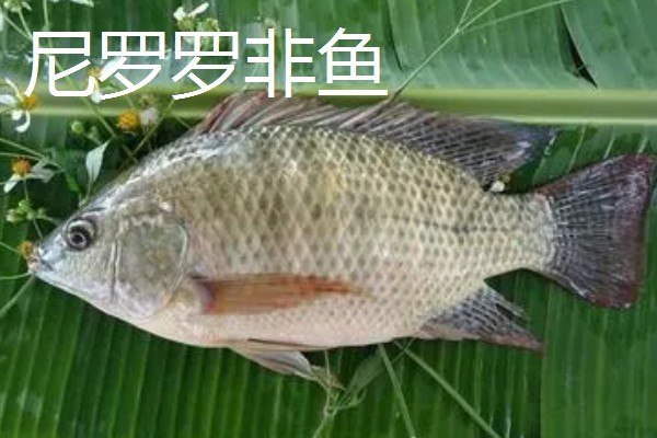 哪种罗非鱼比较好，以下5个品种具有良好的品质