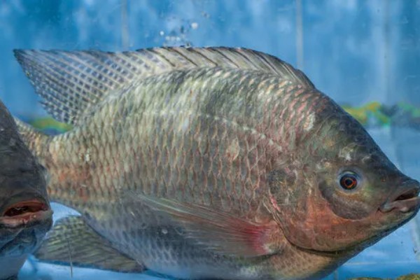 哪种罗非鱼比较好，以下5个品种具有良好的品质