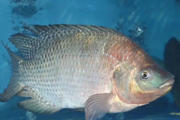 哪种罗非鱼比较好，以下5个品种具有良好的品质