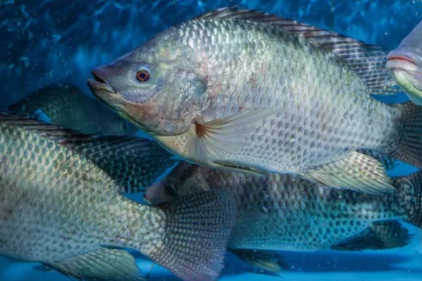 哪种罗非鱼比较好，以下5个品种具有良好的品质