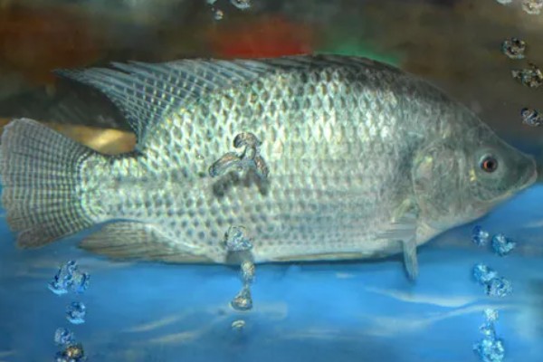 哪种罗非鱼比较好，以下5个品种具有良好的品质