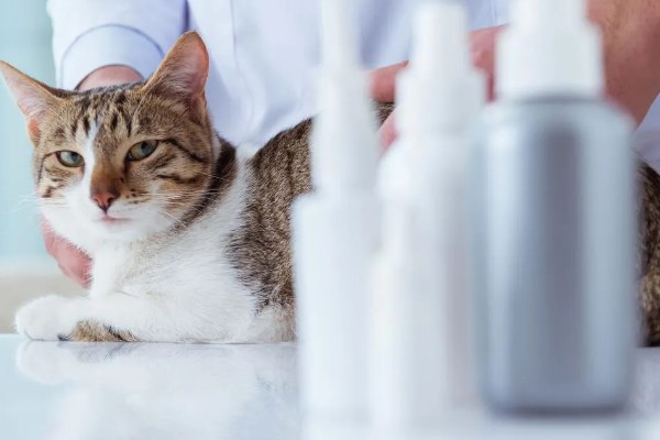 1个半月的猫如何防治跳蚤，使用体外驱虫滴剂可灭杀皮肤表层的寄生虫