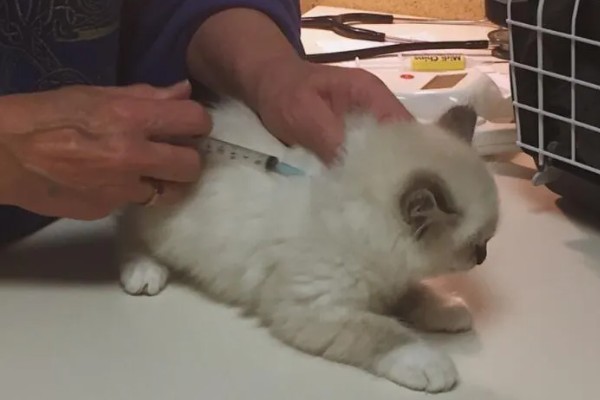 1个半月的猫如何防治跳蚤，使用体外驱虫滴剂可灭杀皮肤表层的寄生虫