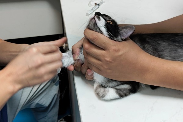 1个半月的猫如何防治跳蚤，使用体外驱虫滴剂可灭杀皮肤表层的寄生虫