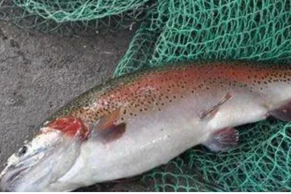 虹鳟鱼疾病防治方法，发生水霉病可涂抹孔雀石绿软膏并换水消毒