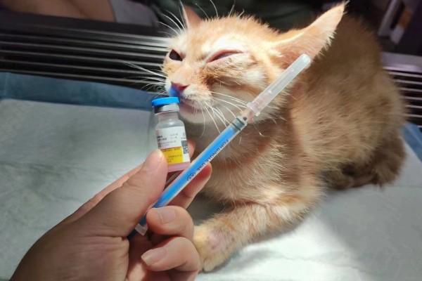 1个半月的猫如何防治跳蚤，使用体外驱虫滴剂可灭杀皮肤表层的寄生虫