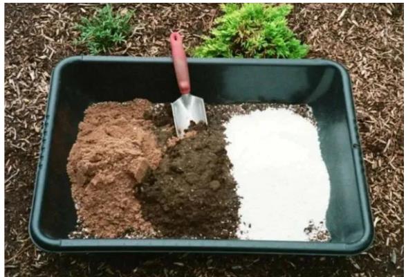 灯笼花怎么养殖，夏季每天浇一次水