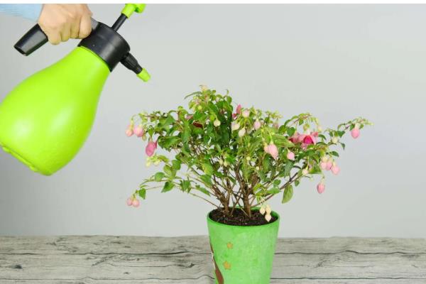 灯笼花怎么养殖，夏季每天浇一次水