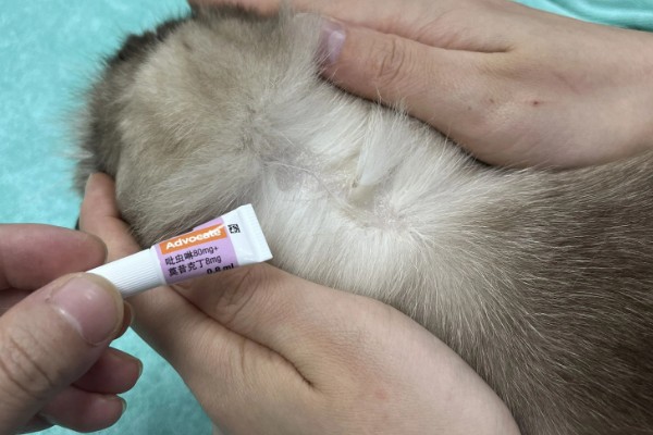 1个半月的猫如何防治跳蚤，使用体外驱虫滴剂可灭杀皮肤表层的寄生虫