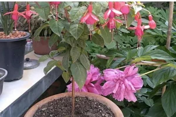 灯笼花怎么养殖，夏季每天浇一次水