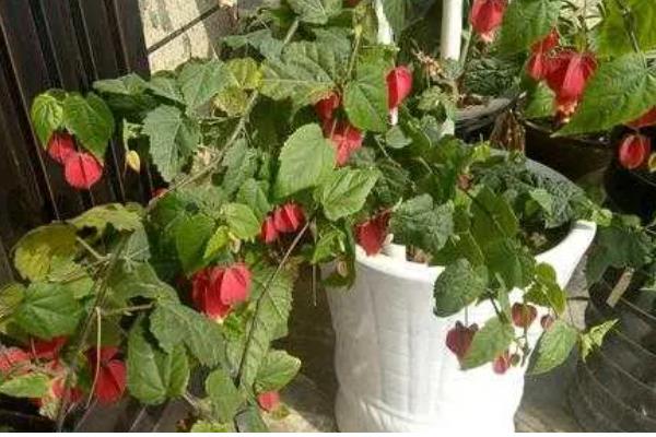 灯笼花怎么养殖，夏季每天浇一次水