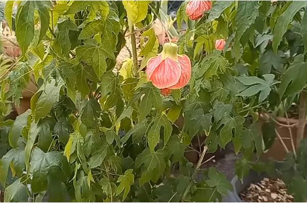 灯笼花怎么养殖，夏季每天浇一次水