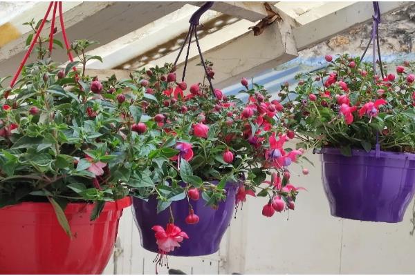 灯笼花怎么养殖，夏季每天浇一次水