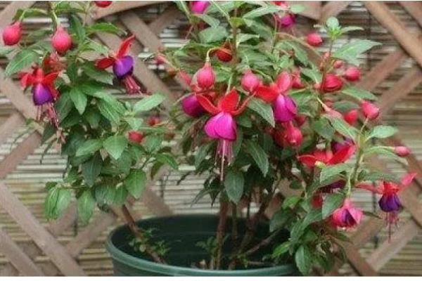 灯笼花怎么养殖，夏季每天浇一次水