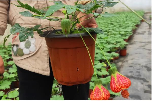 灯笼花怎么养殖，夏季每天浇一次水