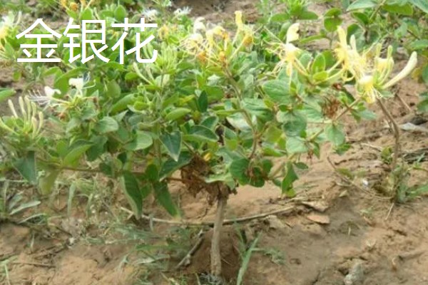 哪些中药材有市场，枸杞、金银花、人参等品种的市场需求大