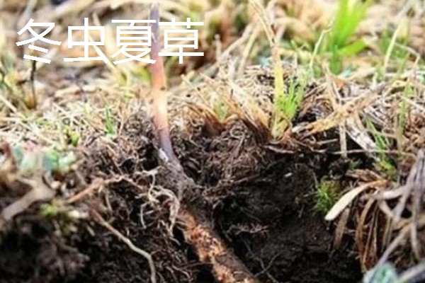 哪些中药材有市场，枸杞、金银花、人参等品种的市场需求大