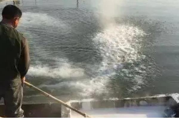 虹鳟鱼疾病防治方法，发生水霉病可涂抹孔雀石绿软膏并换水消毒