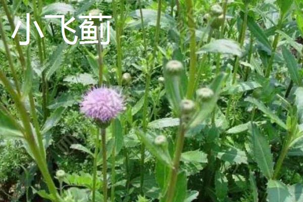 哪些中药材有市场，枸杞、金银花、人参等品种的市场需求大
