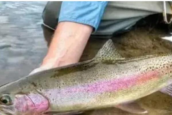 虹鳟鱼疾病防治方法，发生水霉病可涂抹孔雀石绿软膏并换水消毒