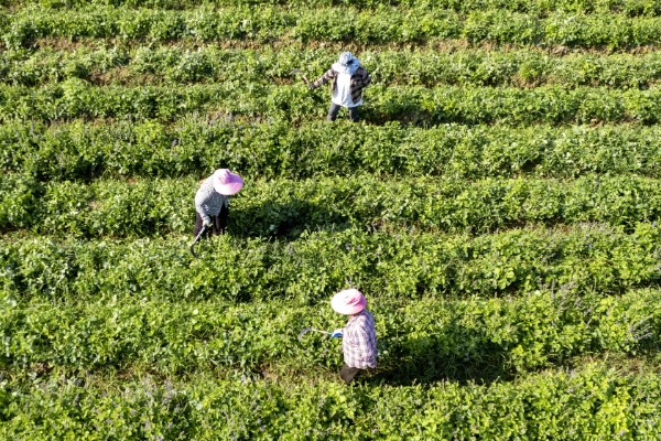 哪些中药材有市场，枸杞、金银花、人参等品种的市场需求大