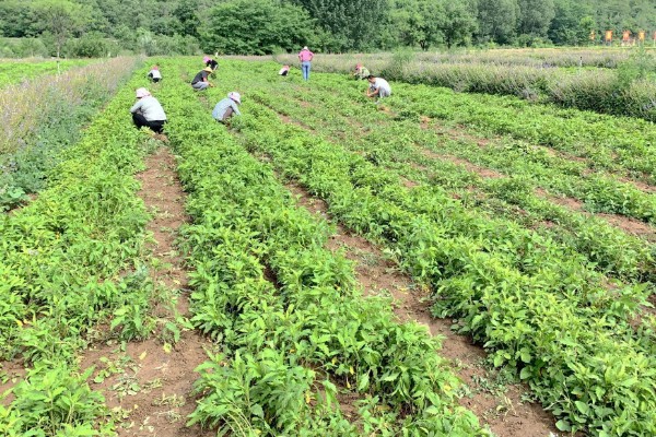 哪些中药材有市场，枸杞、金银花、人参等品种的市场需求大