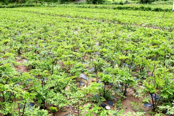 哪些中药材有市场，枸杞、金银花、人参等品种的市场需求大