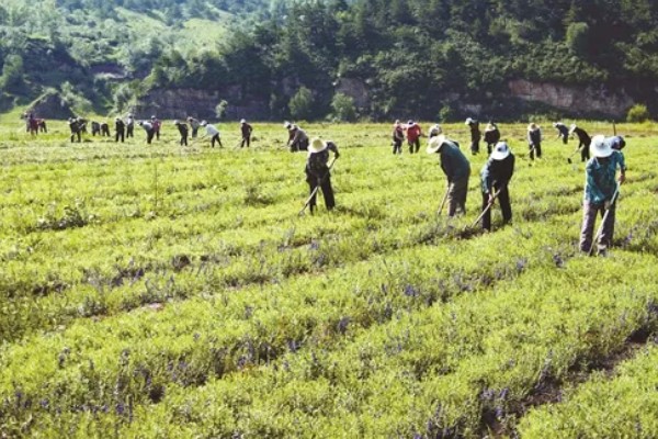 哪些中药材有市场，枸杞、金银花、人参等品种的市场需求大