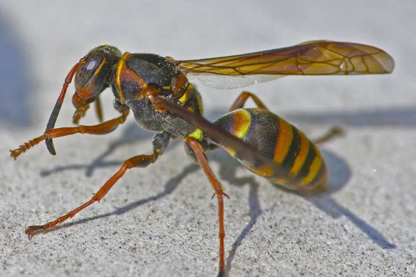 被马蜂蛰了怎么办,夹出毒针再用弱酸性溶液冲洗被蛰处