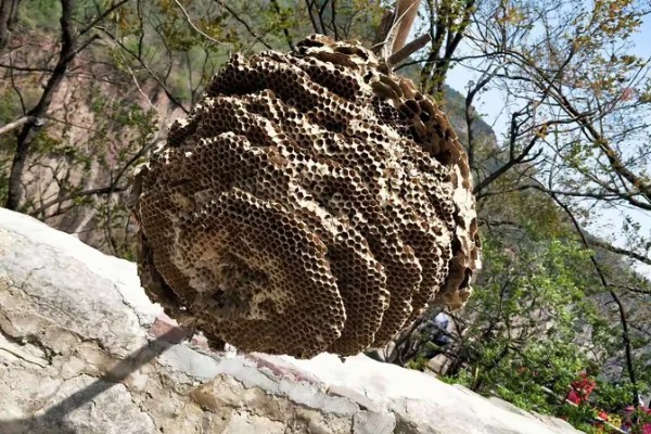 被马蜂蛰了怎么办,夹出毒针再用弱酸性溶液冲洗被蛰处