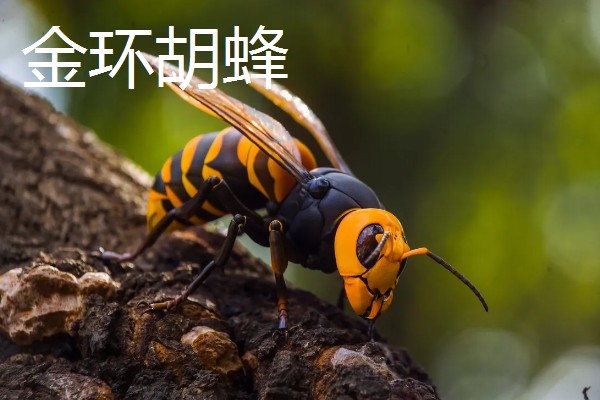 被马蜂蛰了怎么办,夹出毒针再用弱酸性溶液冲洗被蛰处