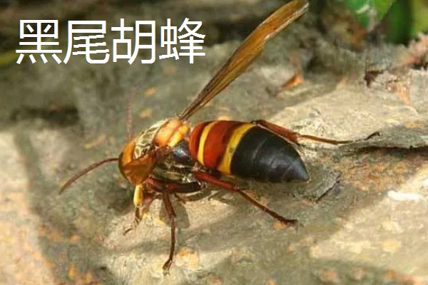 被马蜂蛰了怎么办,夹出毒针再用弱酸性溶液冲洗被蛰处